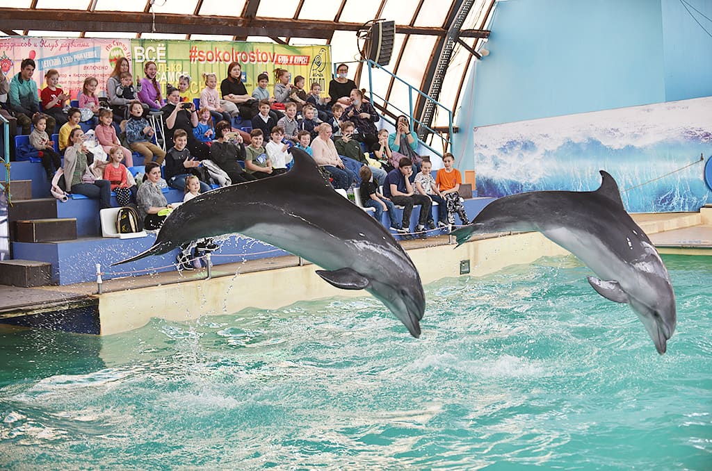Фото дельфинарий в ростове на дону